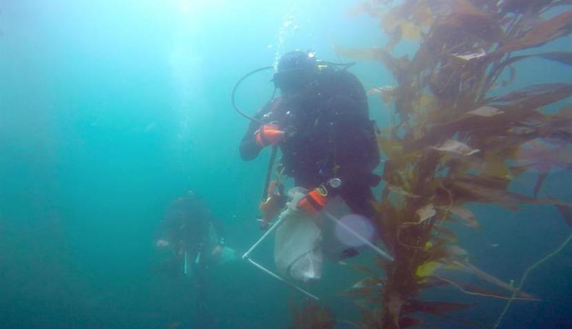 Un buzo coloca sensores en la profundidad del mar de Baja California Sur para monitorear el comportamiento del sargazo. (EFE)