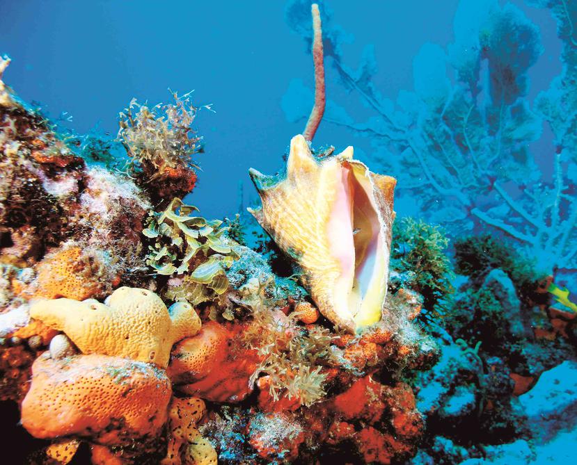 Las áreas de arrecifes en Rincón, La Parguera y Ponce son tres de las más impactadas por los robos, aunque hay incidencia en toda la Isla. (Archivo / GFR Media)