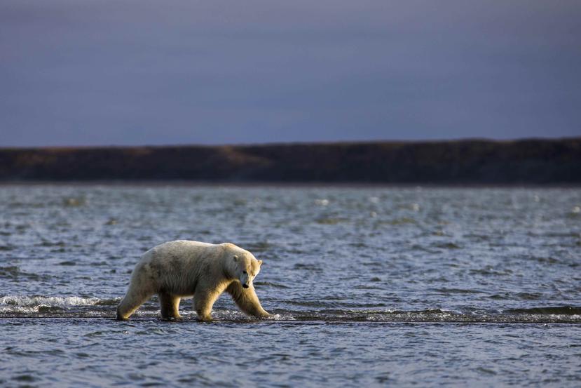 Debido a que el cambio climático transforma las condiciones de su hábitat natural, los osos polares convirtieron el pueblo de Kaktovik, en Alaska, en su refugio particular. (EFE)