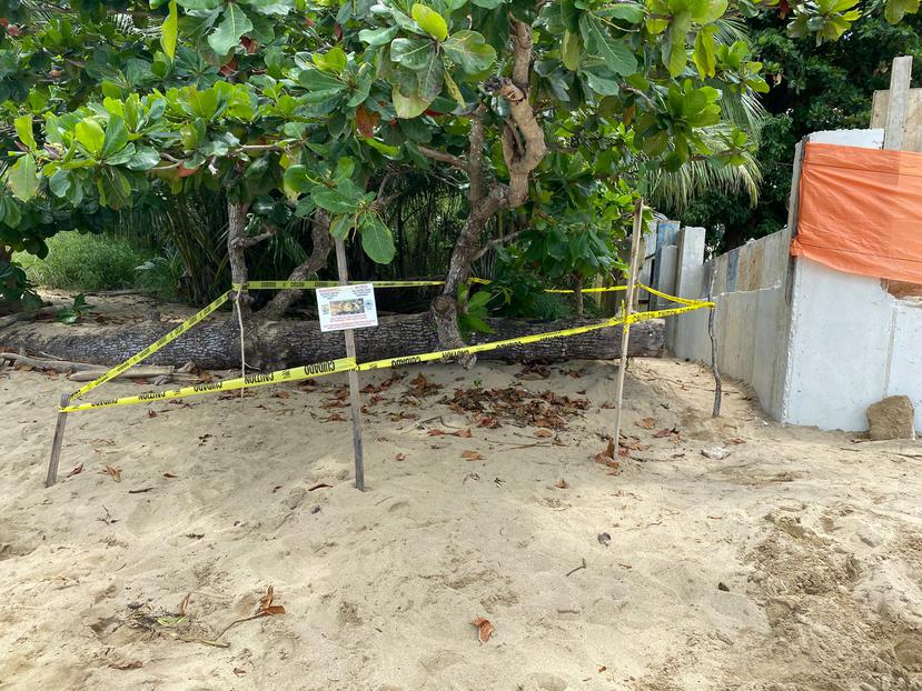 Personal del Cuerpo de Vigilantes y del Programa de Conservación de las Tortugas Marinas establecieron un perímetro al descubrir un nuevo nido de tortuga.
