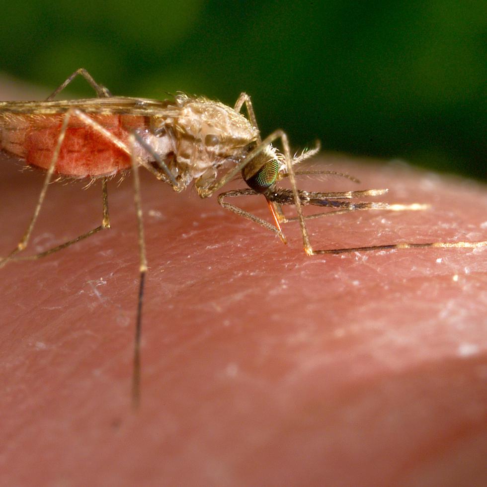 Esta fotografía de 2014 facilitada por los CDC muestra una hembra del mosquito Anopheles gambiae mientras se alimenta. Este insecto es un conocido transmisor del parásito causante de la malaria.