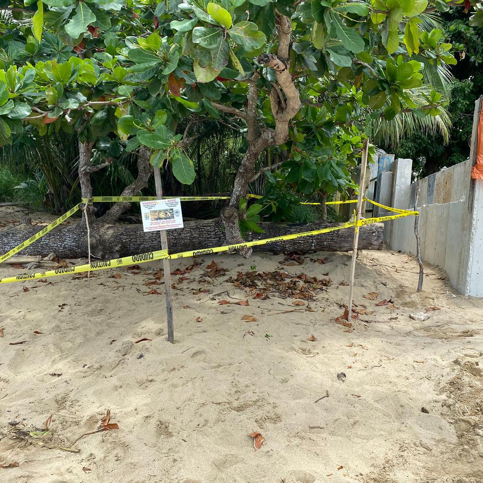 Personal del Cuerpo de Vigilantes y del Programa de Conservación de las Tortugas Marinas establecieron un perímetro al descubrir un nuevo nido de tortuga el 21 de julio.