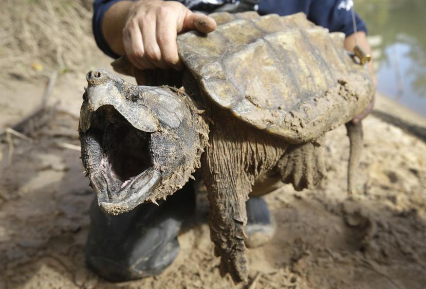 Un ejemplar macho de tortuga caimán abre el hocico después de ser capturado por el Turtle Survival Alliance-North American Freshwater Turtle Research Group, como parte del proceso para etiquetar tortugas.