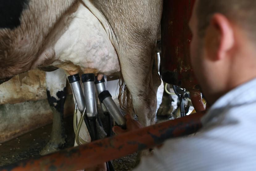 La controversial fórmula se estableció con el objetivo de distribuir equitativamente las pérdidas por la reducción en el consumo de leche fresca entre todos los ganaderos. (GFR Media)
