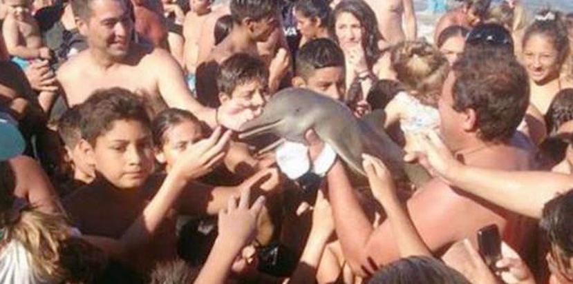 El delfín del Plata mide menos de 4 pies. (GFR Media)