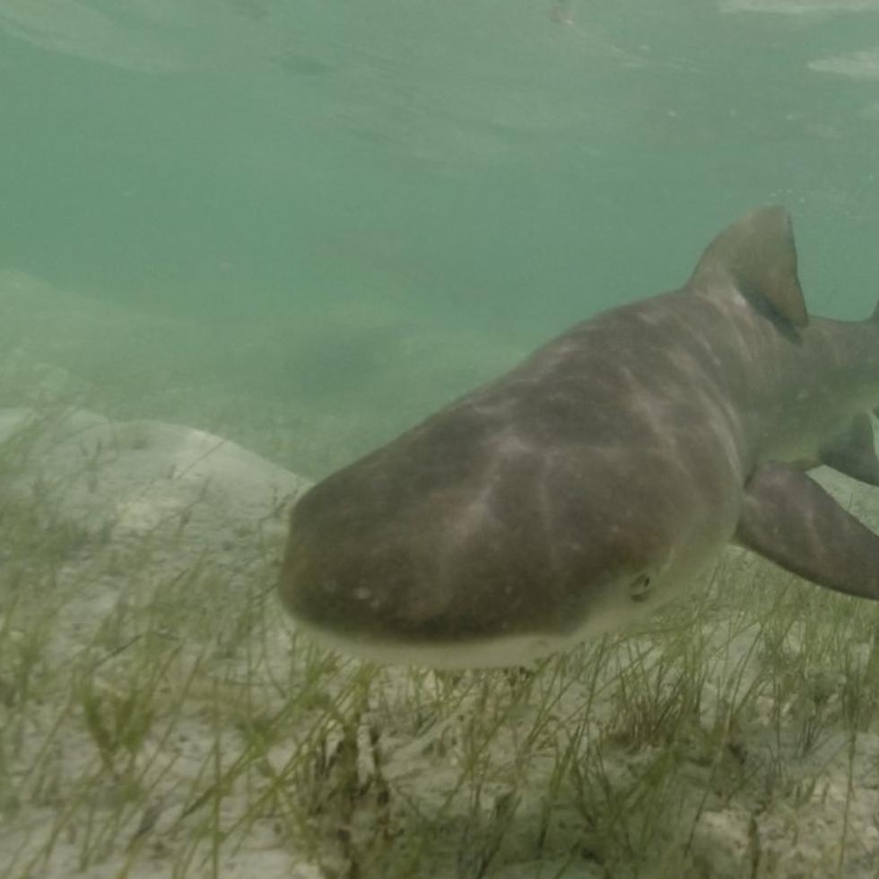 Tiburón limón (Negaprion brevirostris) juvenil nadando sobre yerbas marinas. Esta especie es sumamente flexible, tanto así que puede doblarse en forma de círculo y morder su propia cola.