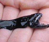 Una muestra de un pez dragón negro en San Diego, California. (Audrey Velasco-Hogan vía AP)
