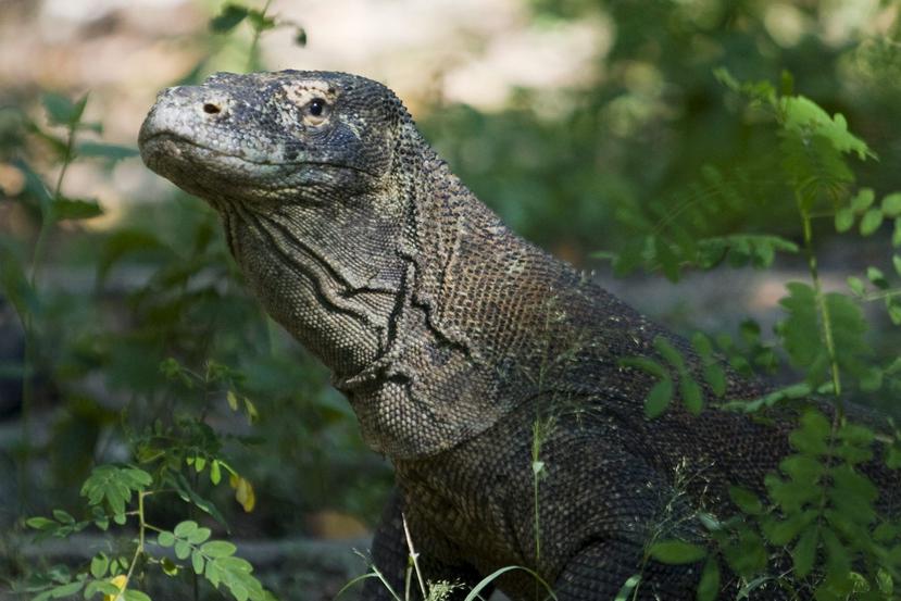 El dragón de Komodo es una especie de lagartos que habitan en las regiones tropicales de África, Asia y Oceanía   (EFE)