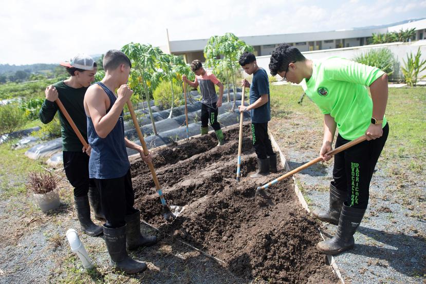 Estudiantes preparan el terreno para sembrar batata.