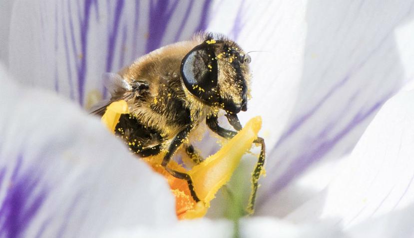 La comunidad científica ha mostrado su preocupación por el considerable aumento de muertes en el reino de las abejas. (AP)