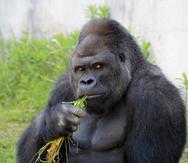 El Atlanta Journal-Constitution indicó que es probable que el virus haya llegado a la población de gorilas a través de un cuidador que estaba asintomático en el trabajo, pero que posteriormente dio positivo.