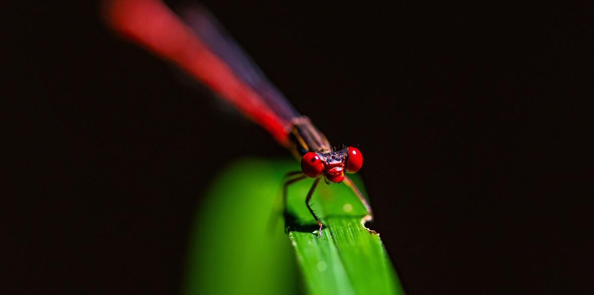 Los coloridos caballitos del diablo (“damselflies”), familia de las libélulas, también se observan en Charco Prieto.