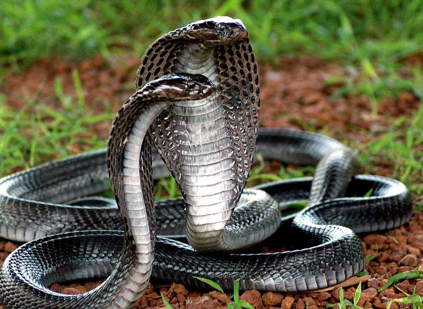 Aquí,una imagen de archivo de una pareja de cobras rey.