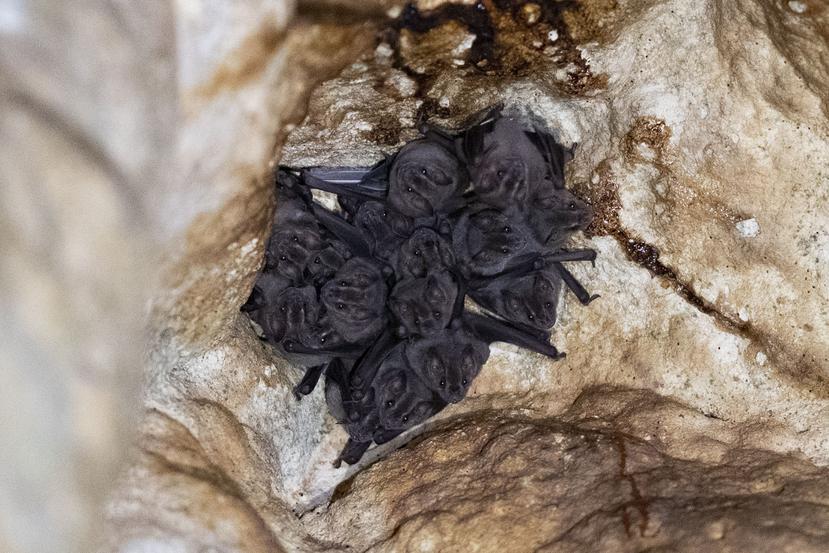 Los visitantes de las Cavernas de Camuy deben estar listos para toparse con cientos de murciélagos que habitan en el interior de la cueva.
