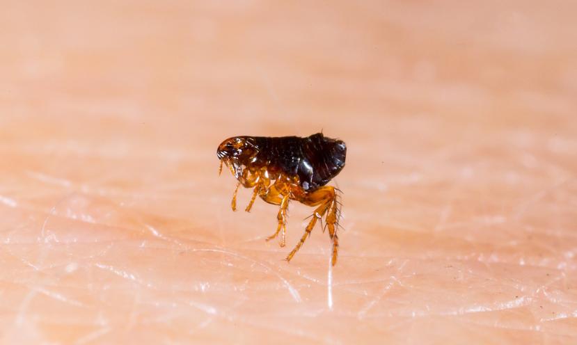 Las pulgas transportan la infección de una rata a otra y de la rata al hombre. (Shutterstock)