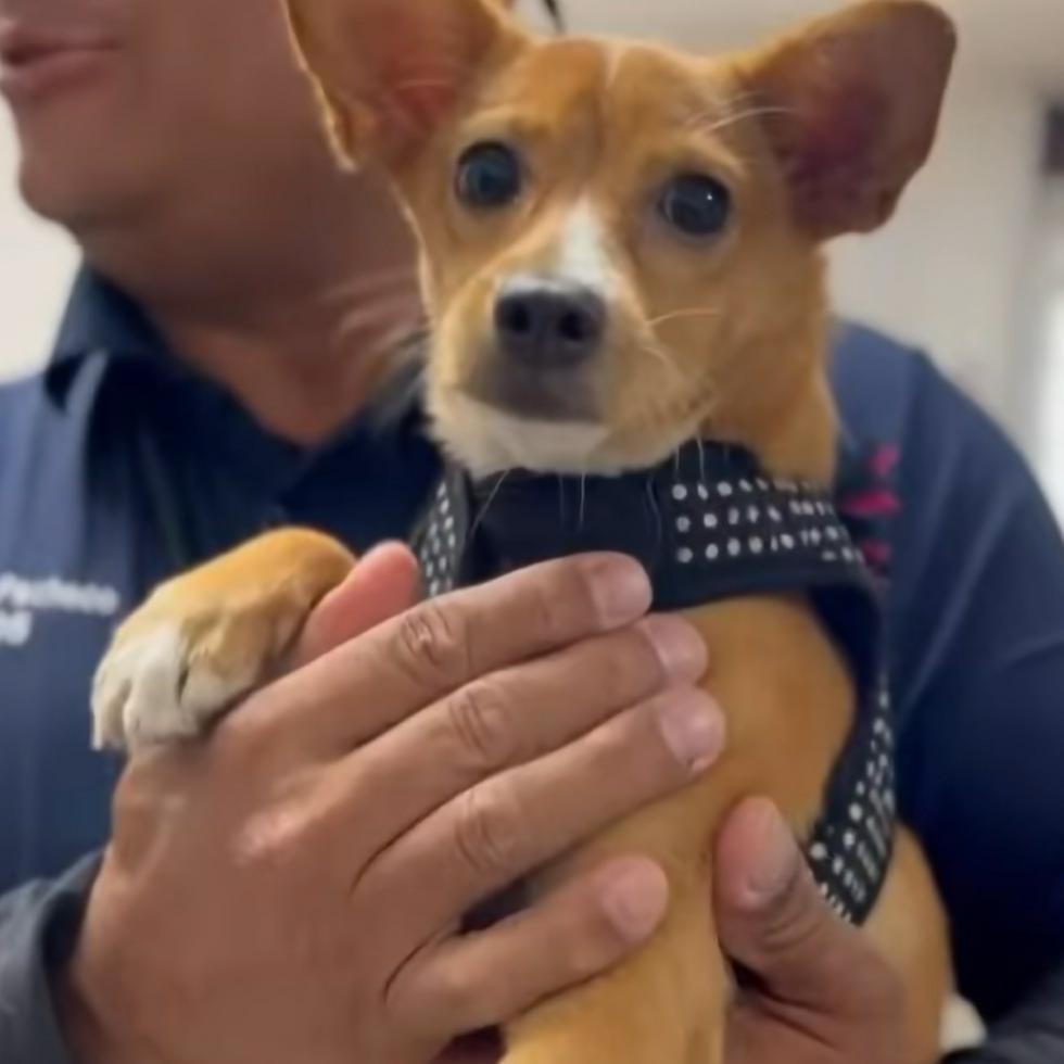 La primera perrita adoptada de las removidas del Centro de Control y Albergue Animal Capitán Correa, en Arecibo.