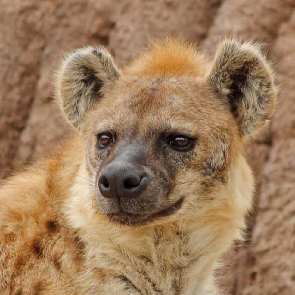 Esta foto sin fecha suministrada por el Zoológico de Denver muestra a Kibo, una de dos hienas del zoológico que ha dado positivo a coronavirus.
