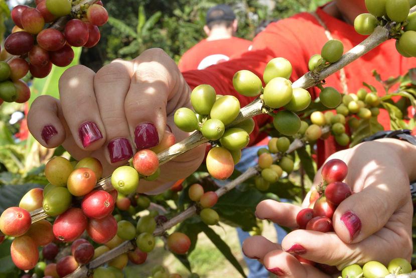 se le otorgará a los caficultores un vale de $80 por quintal de café producido lo que representa la cantidad más alta que se ha dado por quintal de abono. (GFR Media)