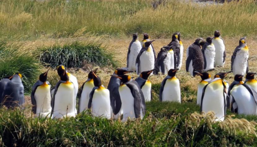 Las parejas de pingüinos rey solo se reproducen y crían a su descendencia en islas del Océano Antártico que están libres de hielo. (YouTube/Rubén)